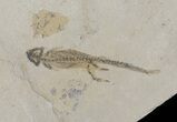 Three Nice Permian Branchiosaur (Amphibian) Fossils - Germany #50724-2